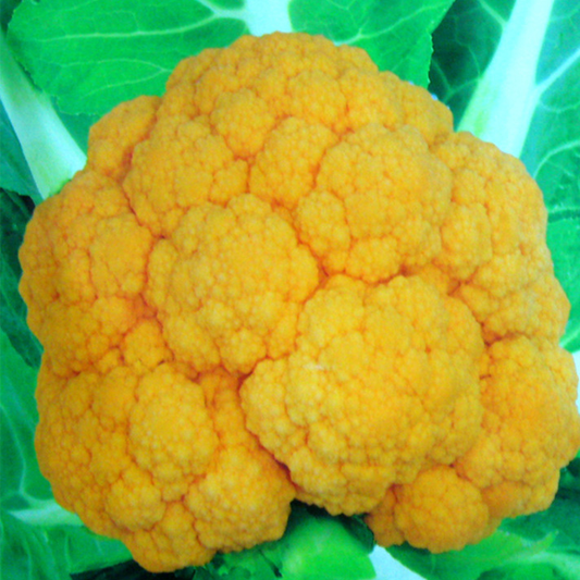 Yellow Snowy Cauliflower Seeds