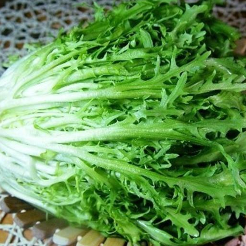 Green Thin Endive And Escarole Vegetable Seeds