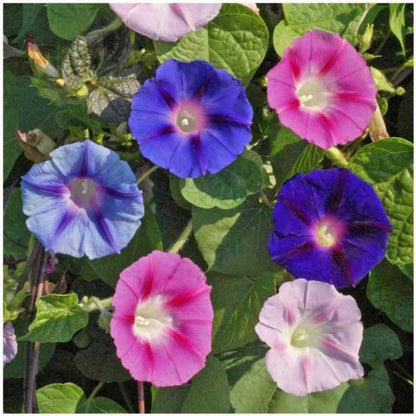 500 Pieces Ipomoea Morning Glory Seeds