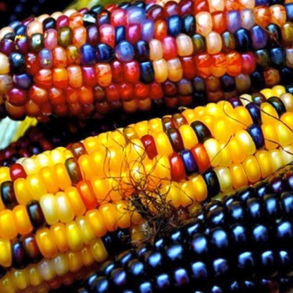 Sweet Rainbow Corn Seeds