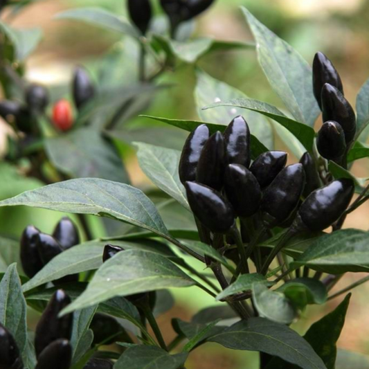 100 Pieces Black Chili Hot Pepper Seeds