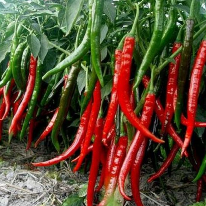 Red Chili Hot Pepper Seeds