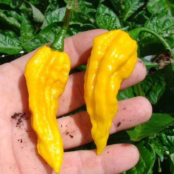 Chili Hot Pepper Vegetable Seeds