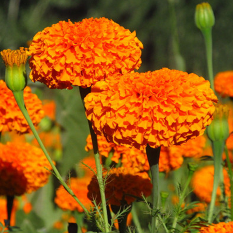 Orange Marigold Flower Seeds