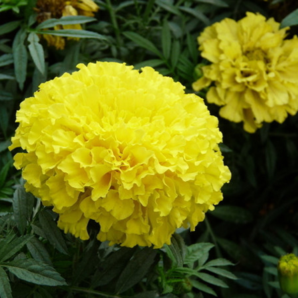 Yellow Longevity Marigold Flower Seeds