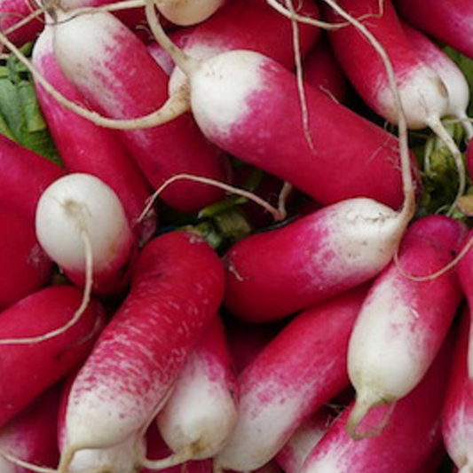 French Red Belle Radish Vegetable Seeds