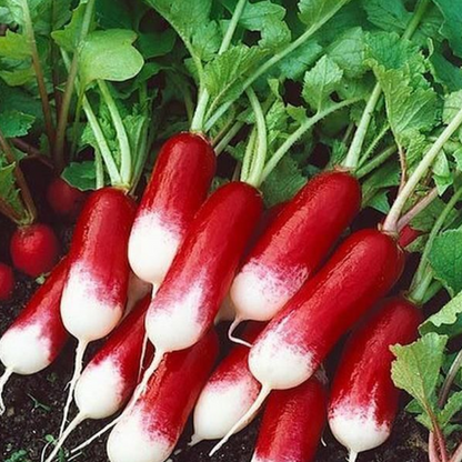 French Red Belle Radish Vegetable Seeds