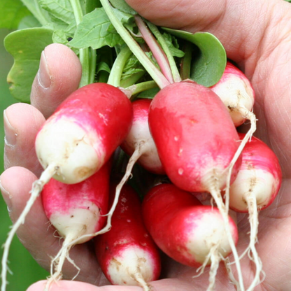 French Red Belle Radish Vegetable Seeds