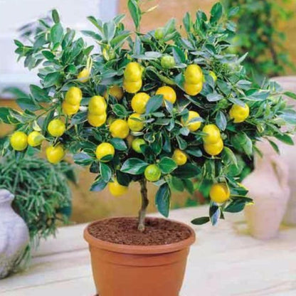 High Yielding Rate Lemon Tree Seeds