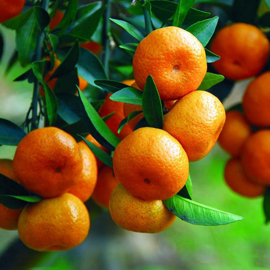 40 Pieces Orange Tree Seeds