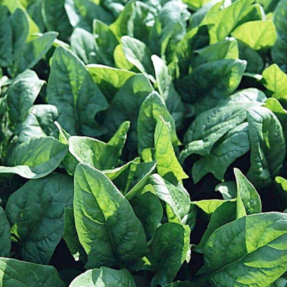 Farm Green Salad Spinach Leave Seeds