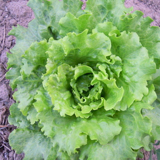 Mini Lettuce Vegetable Seeds