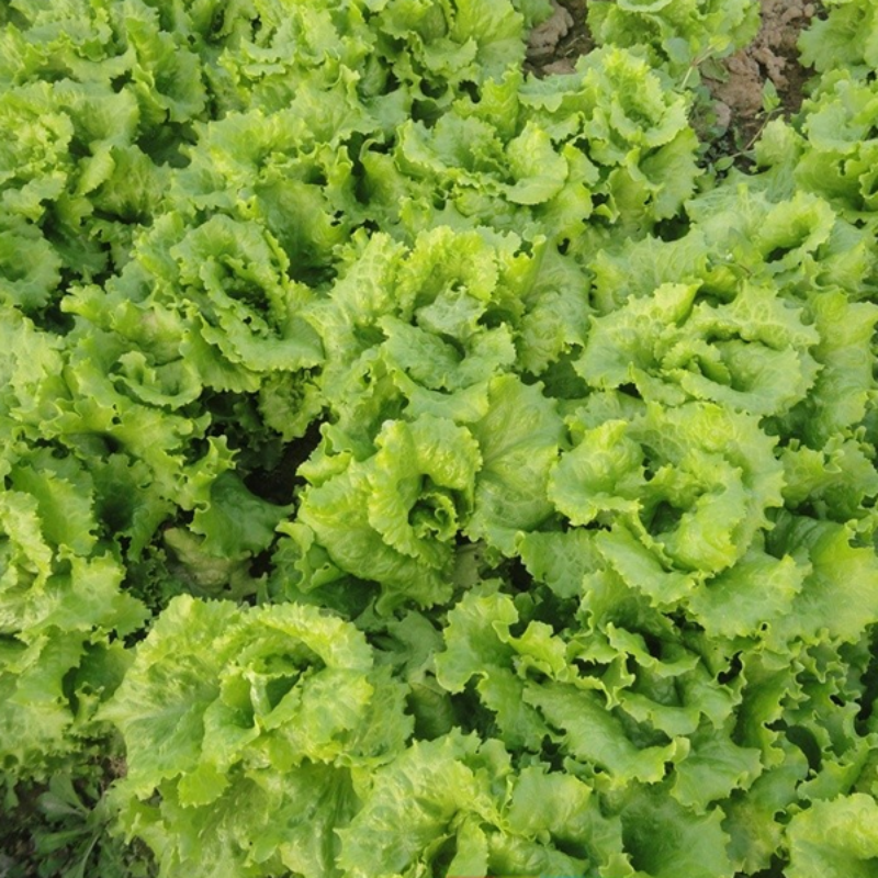 Mini Lettuce Vegetable Seeds