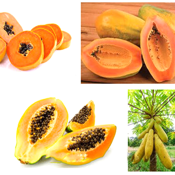 Yellow Papaya Heirloom Seeds