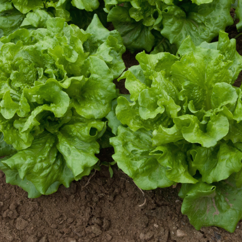 Mini Lettuce Vegetable Seeds