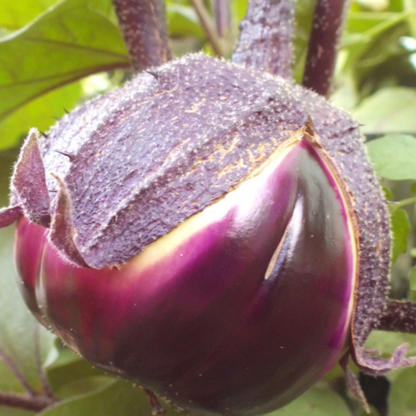 Barbarella Purple Eggplant Vegetable Seeds