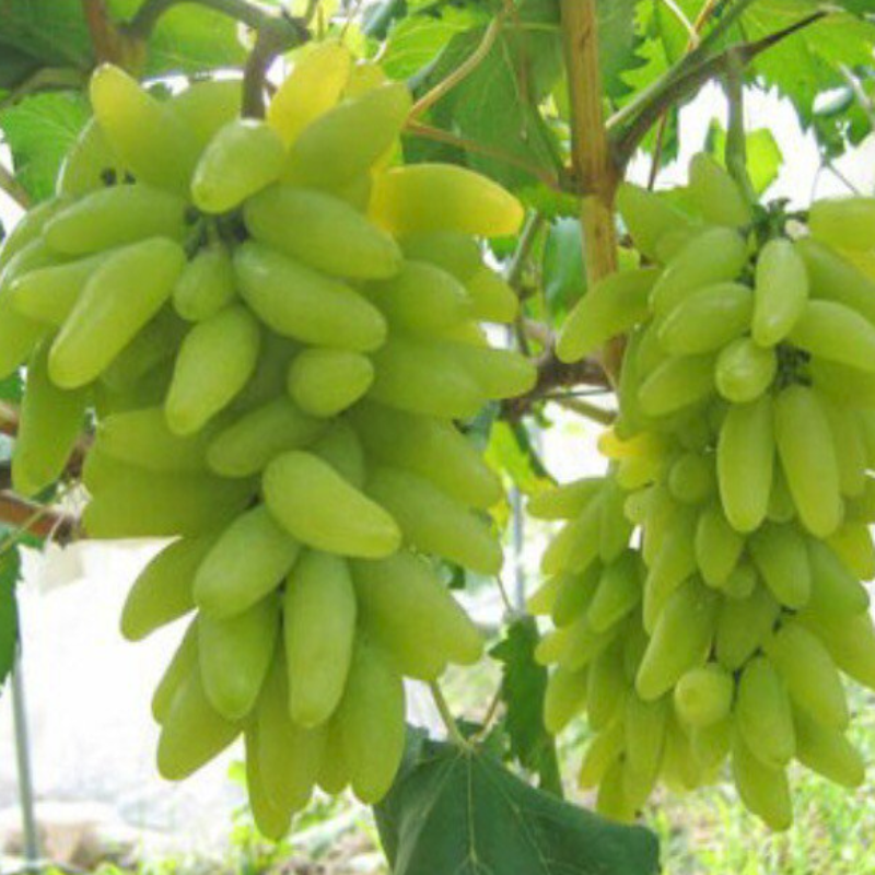 Greenish Long Finger Bonsai Grape Seeds