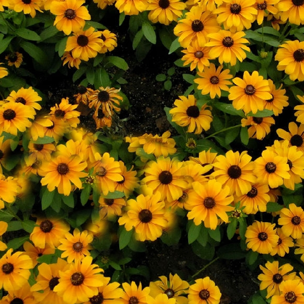 Summer Rudbeckia laciniata Yellow Flower Seeds