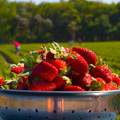 Four Seasons Potted Red Strawberry Seeds