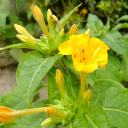 Yellow Jasmine Mirabilis Flower Seeds