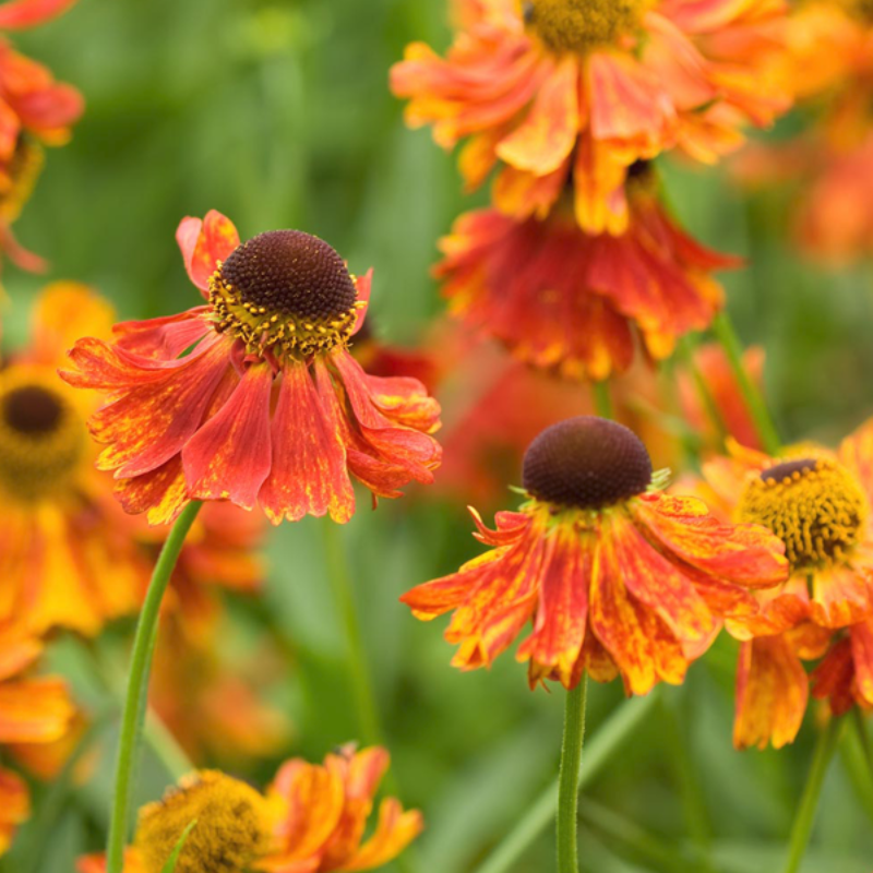 Orange Helenium Moerheim Flower Seeds