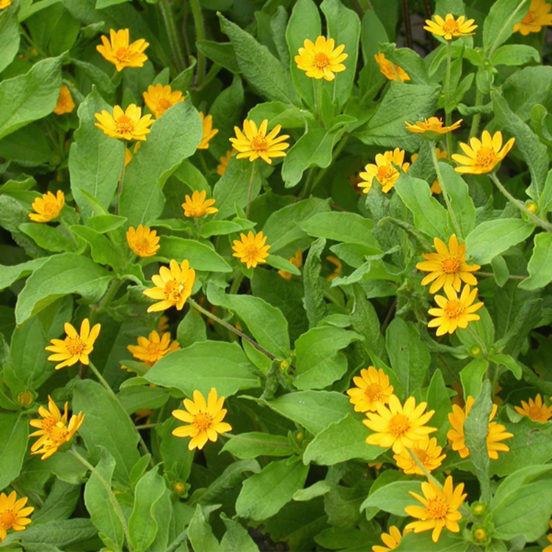 Yellow Colored Daisy Flower Seeds