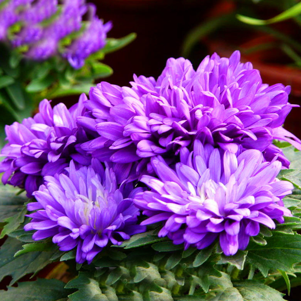 Aster Flower Seeds