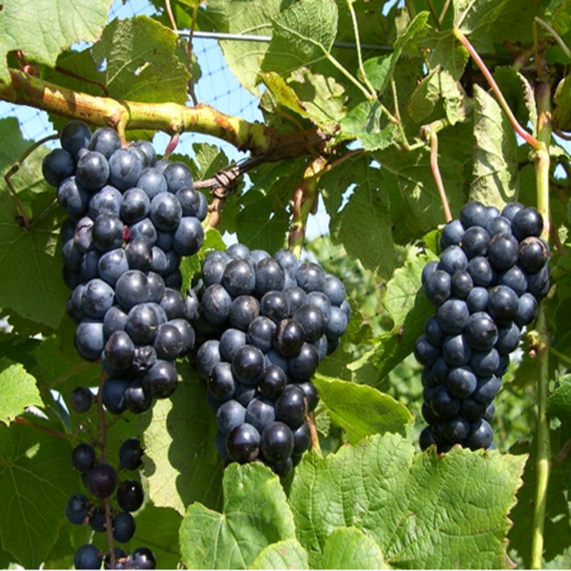 Organic Deep Blue Grape Seeds