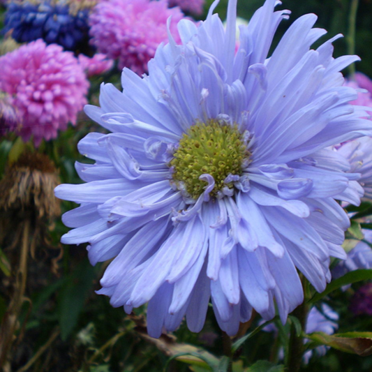 Light Purple Aster Flower Seeds