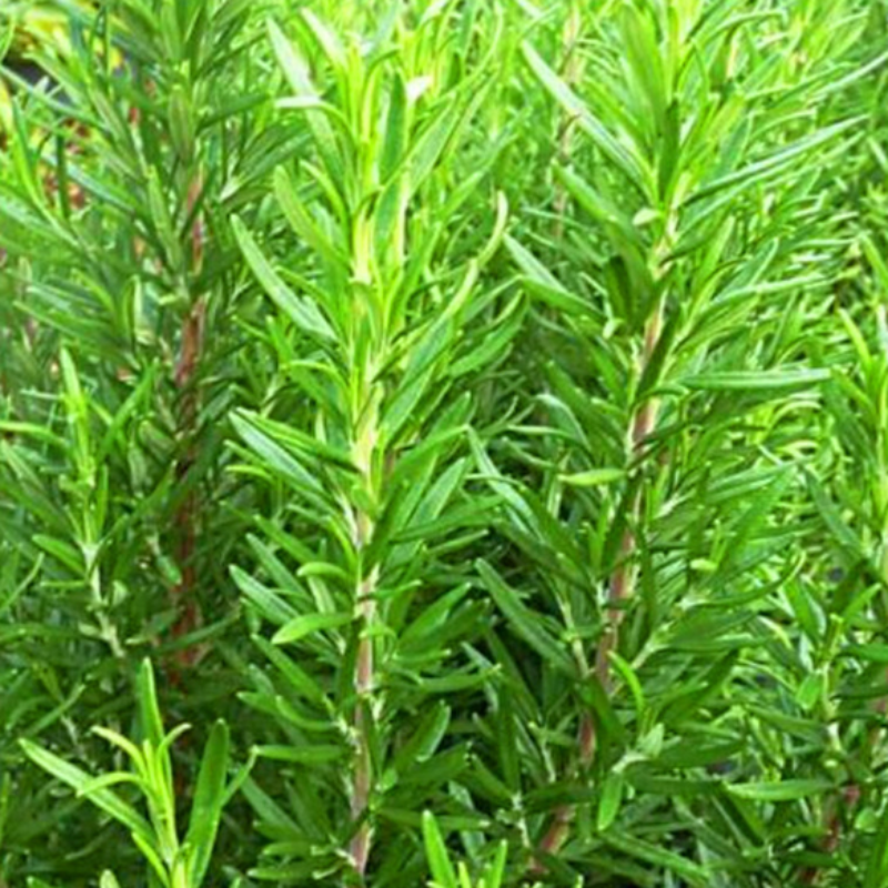 Bonsai Bushy Green Rosemary Plant Seeds