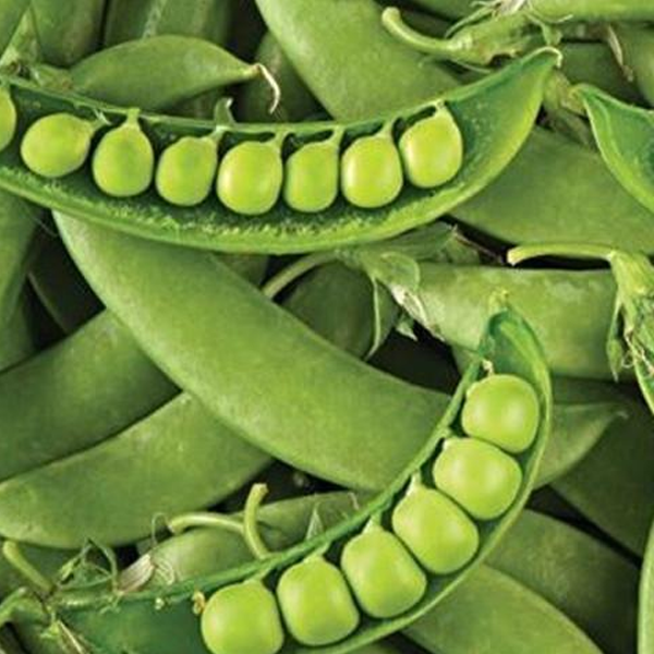 Sugar Snap Pea Of 200 Seeds