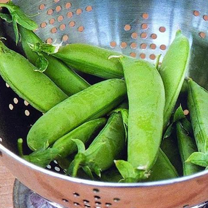 Sugar Snap Pea Of 200 Seeds