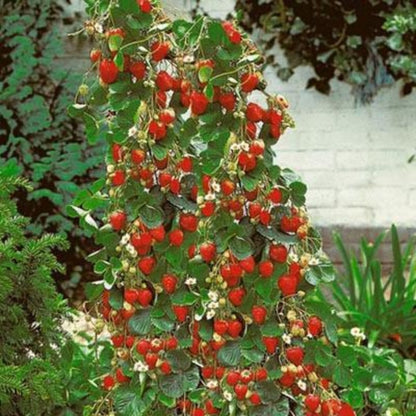 Strawberry Tree Seeds