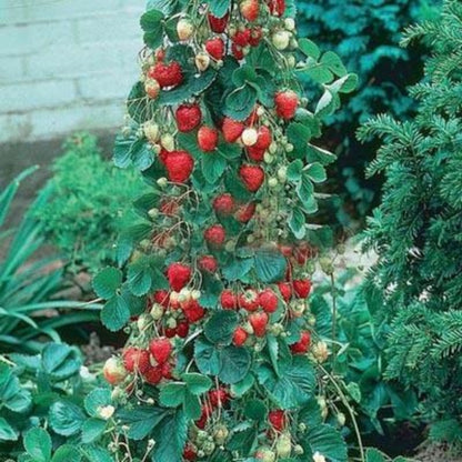 Strawberry Tree Seeds