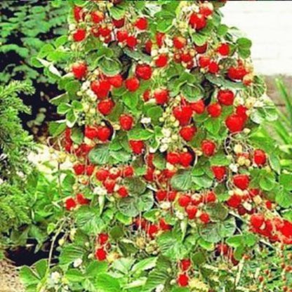 Strawberry Tree Seeds