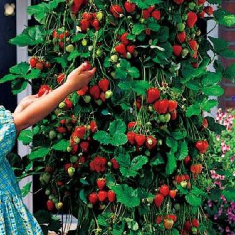 Strawberry Tree Seeds