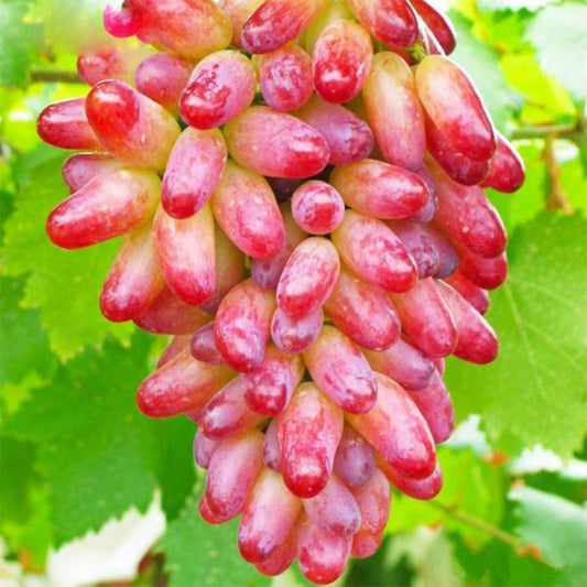 Chinese Grape Seeds