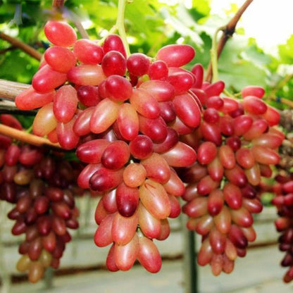 Chinese Grape Seeds