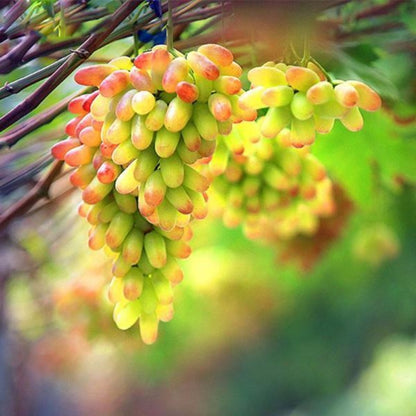 Chinese Grape Seeds