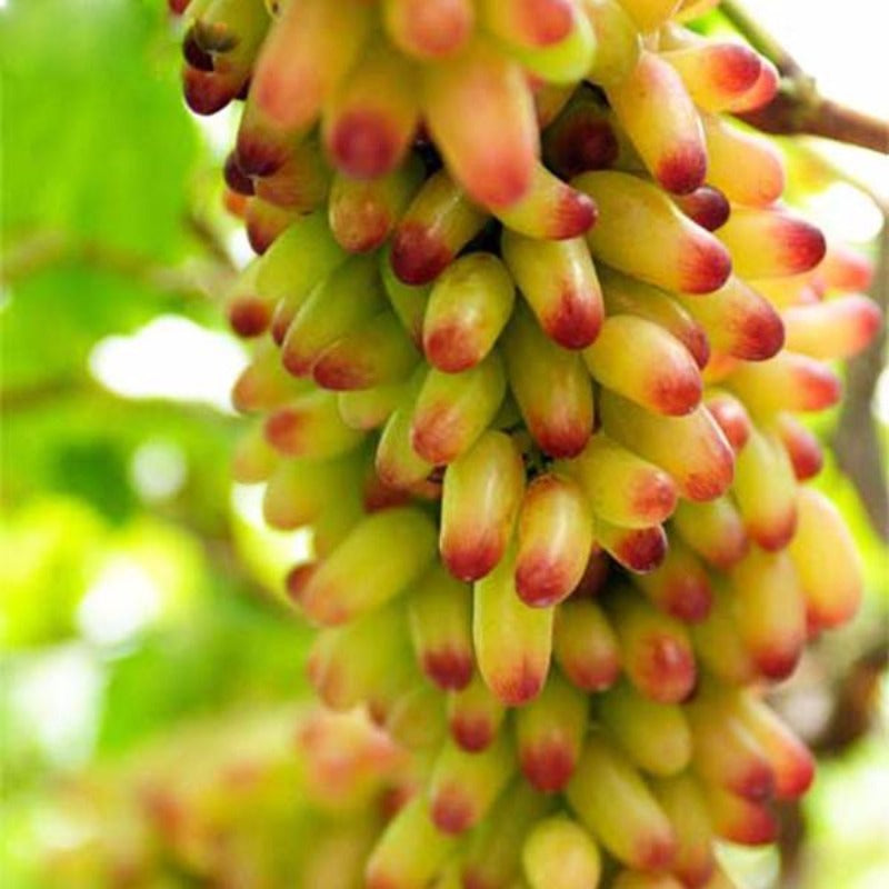 Chinese Grape Seeds