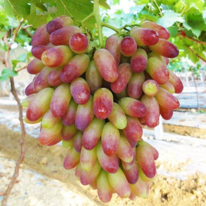 Chinese Grape Seeds