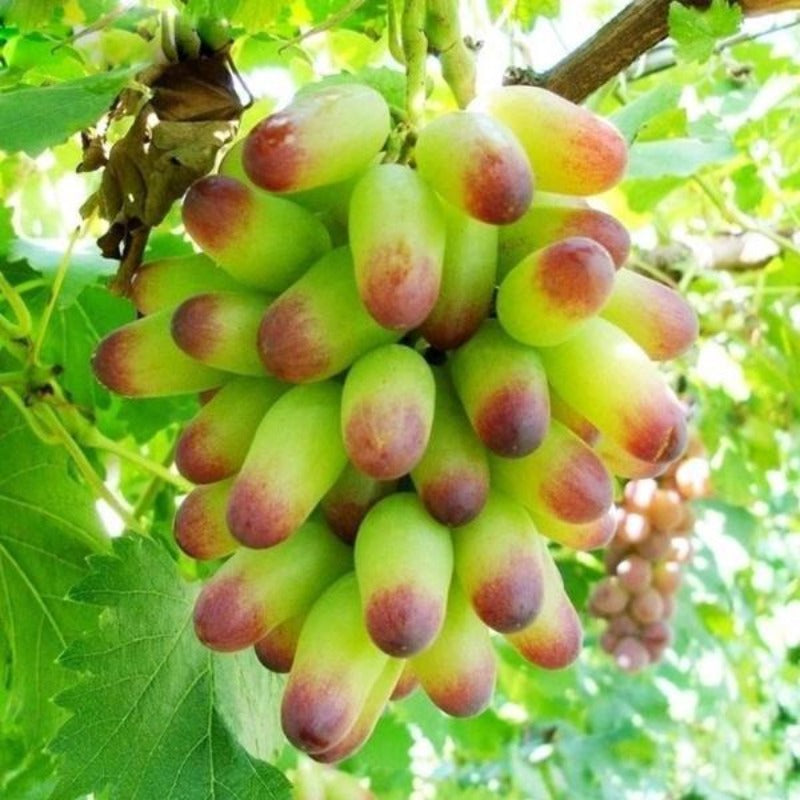 Chinese Grape Seeds