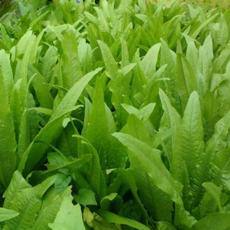 Lactuca Sativa Seed – McKenna Seeds