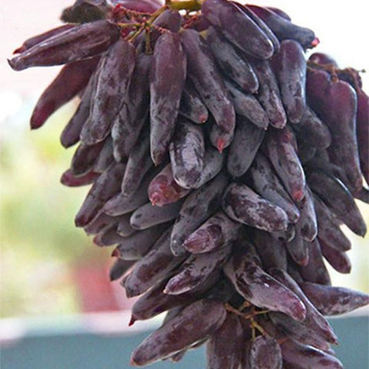 Long Grape Fruit Seeds
