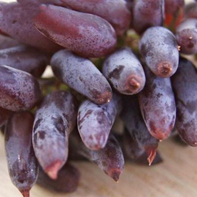 Long Grape Fruit Seeds