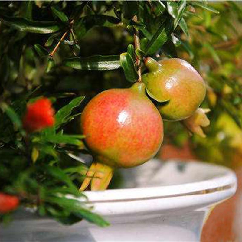 Succulent Reddish Pomegranate Seeds