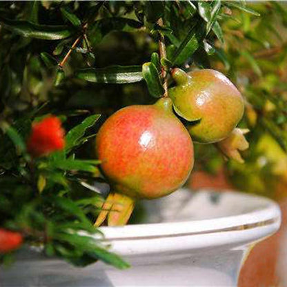 Succulent Reddish Pomegranate Seeds