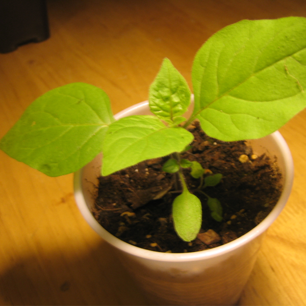 Sweet Blueberry Fruit Seeds