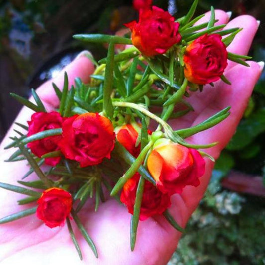 Portulaca Grandiflora Moss Rose Purslane Flower Seeds