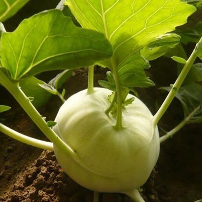 Green Kohlrabi Brassica Vegetable Seeds